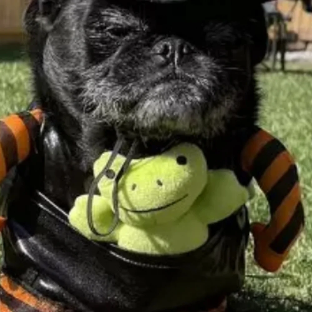 Hyde & EEK! Boutique™ Witch with Toy Frog Costume - Size M